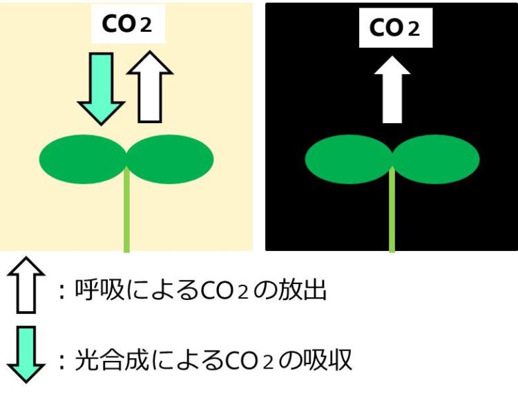 光のもとにある植物は、二酸化炭素の出入りがあり、暗黒下の植物は、二酸化炭素の入りのみであることを示した図