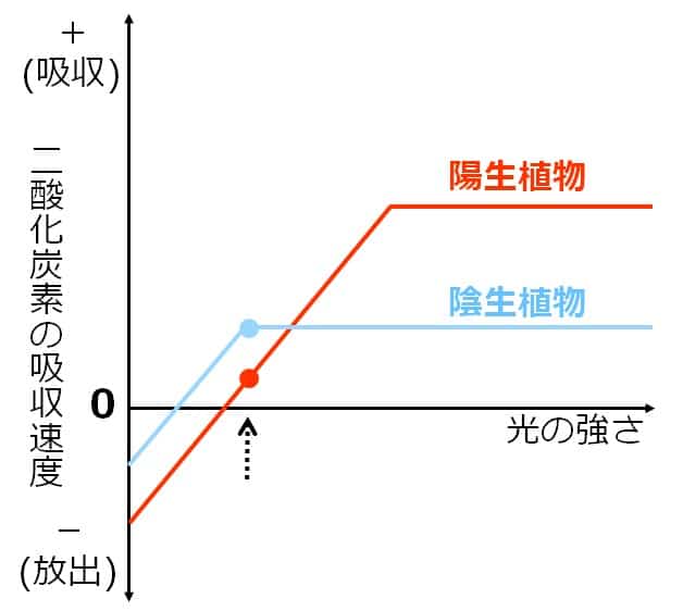 陽生植物も吸収速度がプラスのグラフ