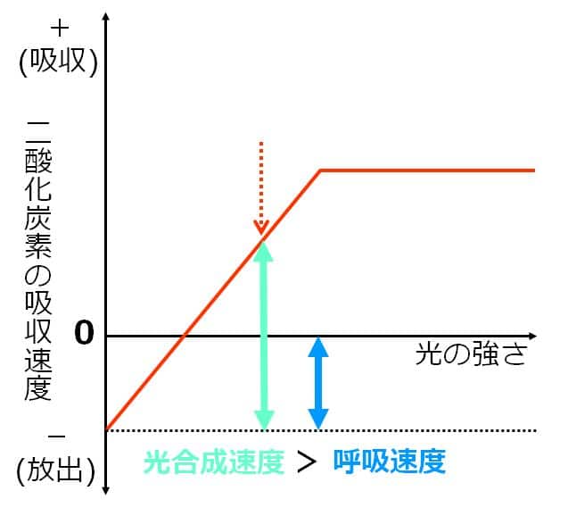 光合成速度＞呼吸速度となる光の強さの１例を示した図
