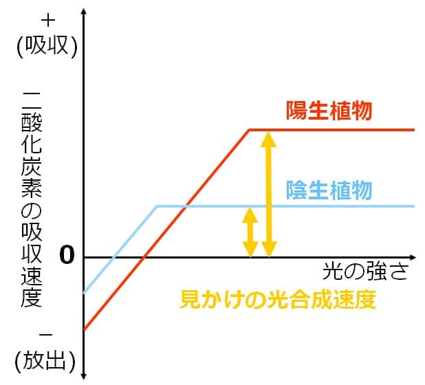 見かけの光合成速度は陽生植物の方が高いグラフ