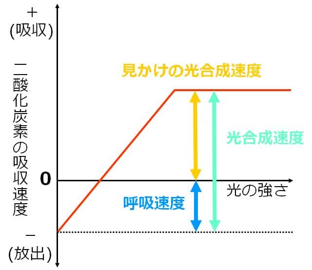 光合成速度のグラフ
