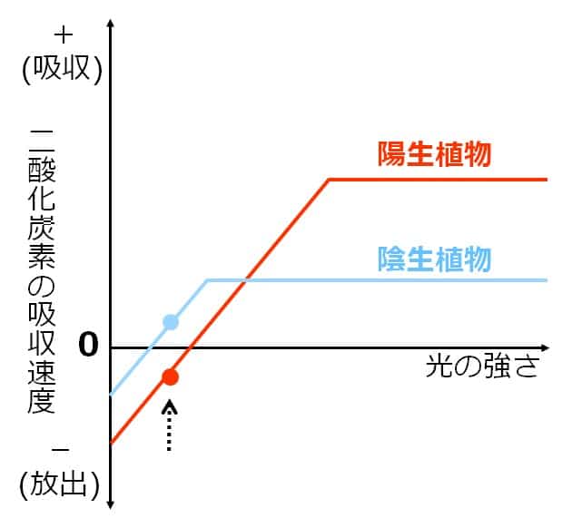 陽生植物の方は吸収速度がマイナスのグラフ