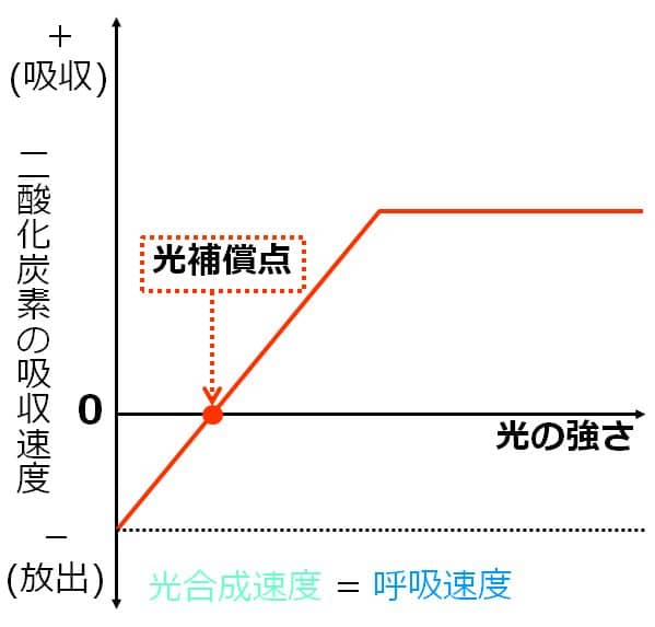 光補償点の位置を示した図。光合成速度のグラフと、横軸との交点の光の強さが、光補償点になる。