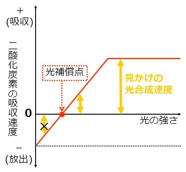 横軸と光合成速度のグラフとの間の幅を、矢印で示してある。