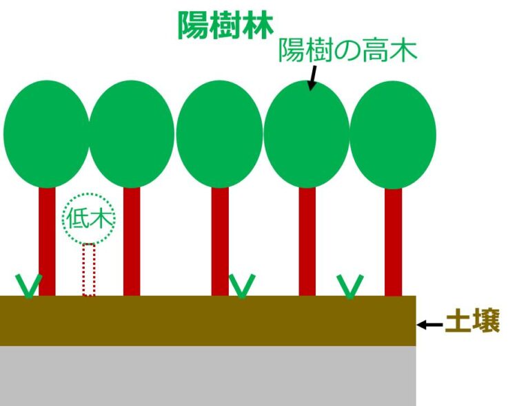 陽樹林の図。低木林よりさらに土壌が厚い。低木よりも背丈の高い陽樹が沢山描いてある。
