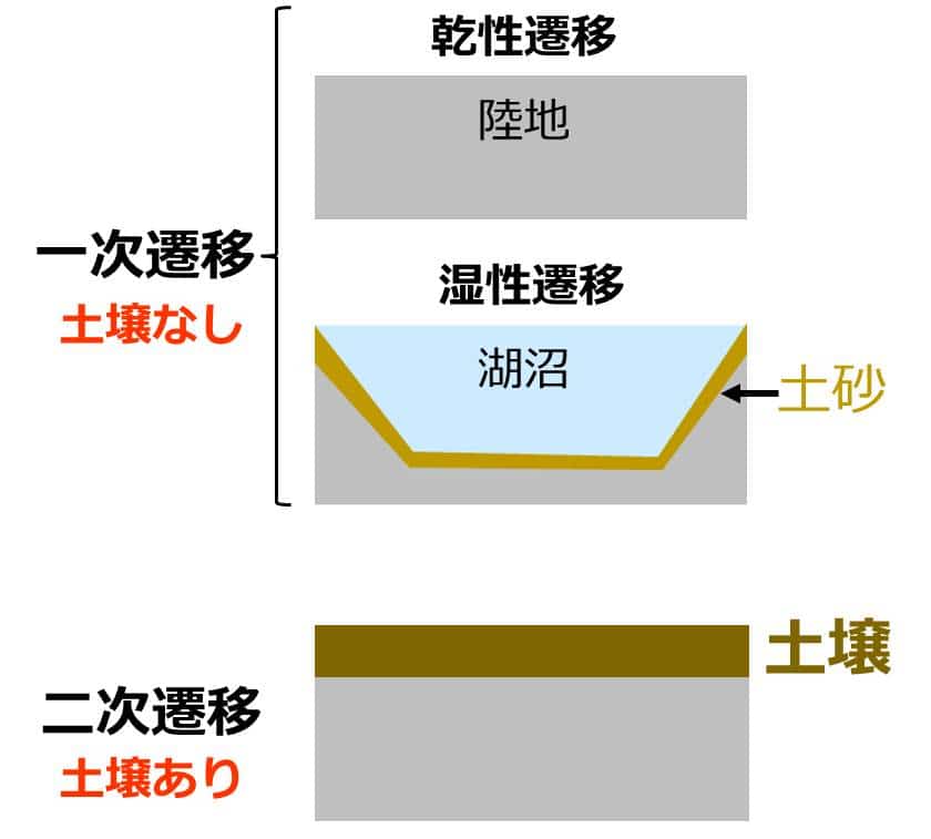 生物基礎:遷移の分類、一次遷移(裸地~陰樹林)の過程 | せいぶつ農国