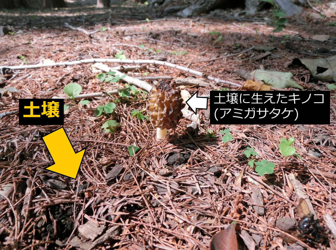 生物基礎:遷移の分類、一次遷移(裸地~陰樹林)の過程 | せいぶつ農国
