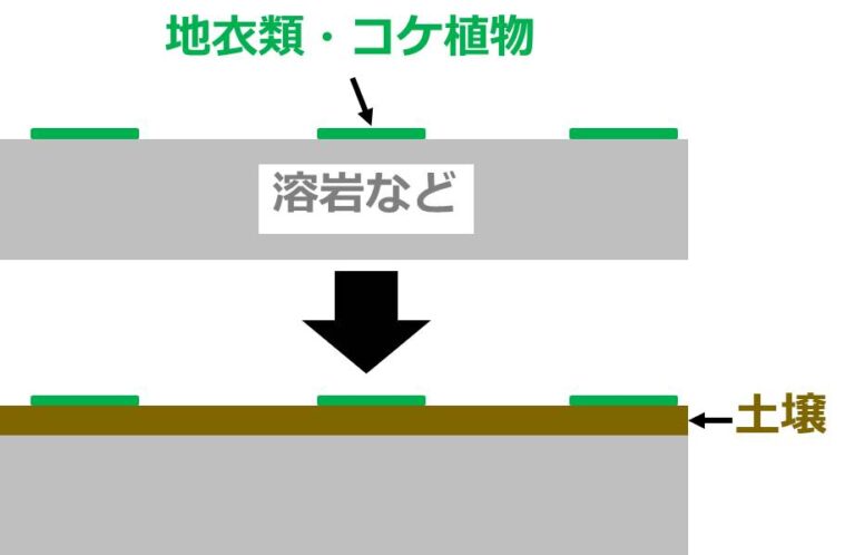 生物基礎:遷移の分類、一次遷移(裸地~陰樹林)の過程 | せいぶつ農国