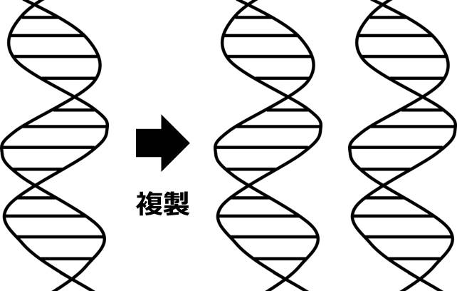 1本のDNAが複製の結果、2本になっている