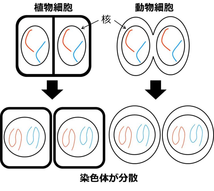 核膜が描かれ、その中で染色体の形がひも状、分散の状態に戻っていく図。また、１つの細胞が２つに分かれている。
