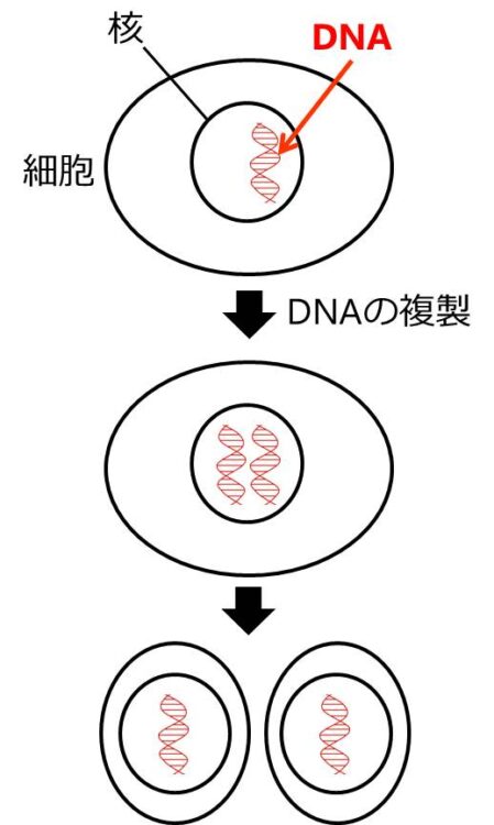 細胞の核内に1本のDNAの模式図が描いある。複製後、DNAが2本になり、分裂後、それぞれの細胞の核内のDNAは1本となる。