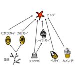 ヒトデ除去実験の食物網の図