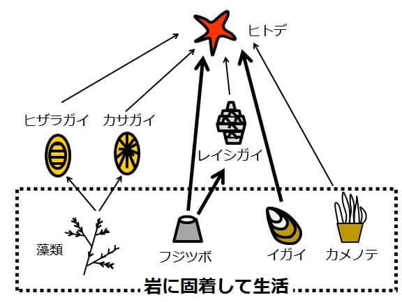 藻類、フジツボ、イガイ、カメノテの絵を点線で囲い、岩に固着して生活と書いてある。