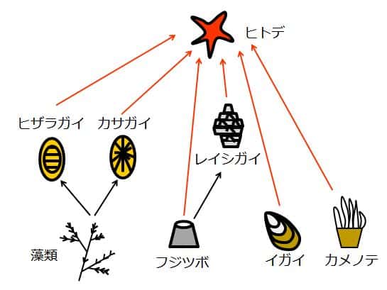 ヒトデと、藻類以外の生物との捕食被食関係は直接的であることを、赤い矢印で示す。