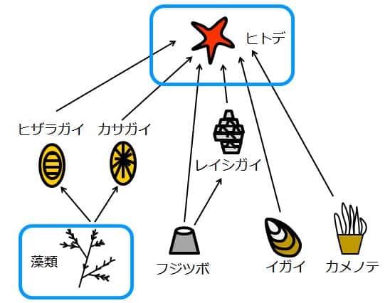 ヒトデと藻類が捕食被食による直接関係は持っていない事を示す図