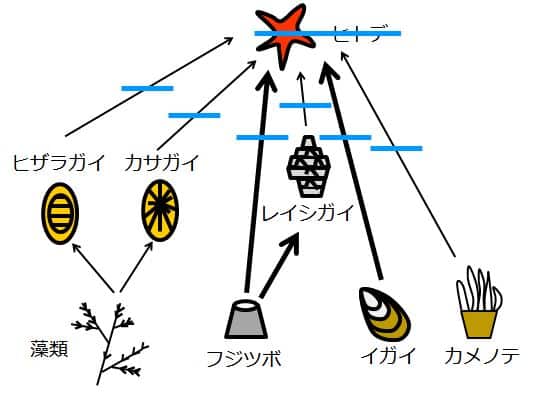 ヒトデによる捕食を示す→が、横線で消してある。