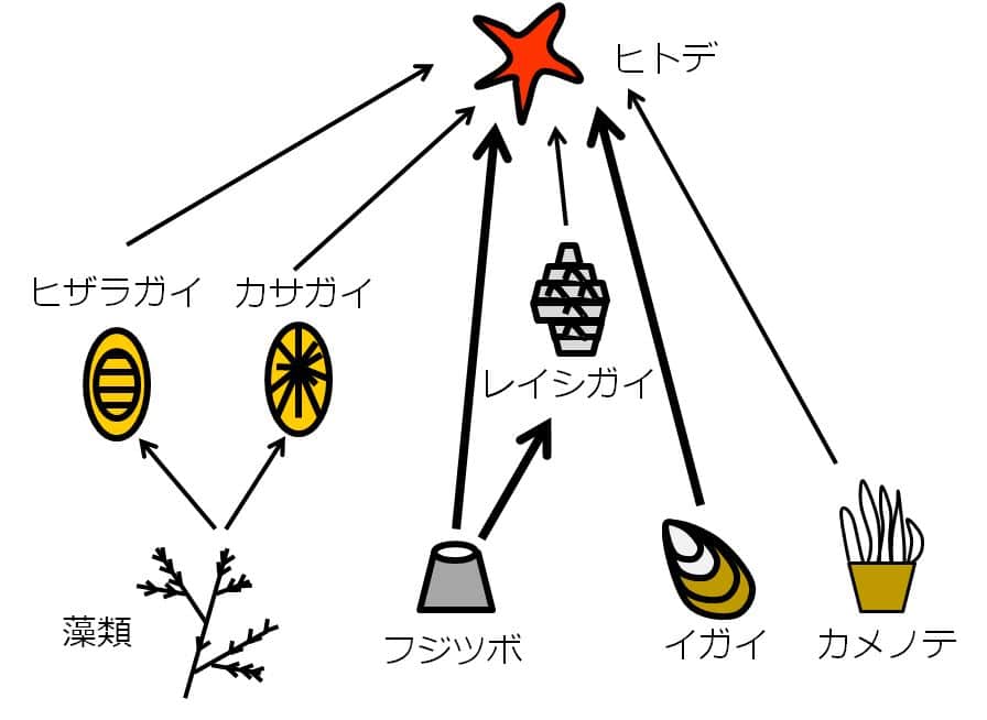 フジツボ→ヒトデ、フジツボ→レイシガイ、イガイ→ヒトデの矢印が太い。