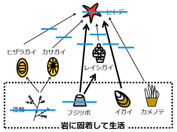 藻類とフジツボの絵に横線を引いてある。