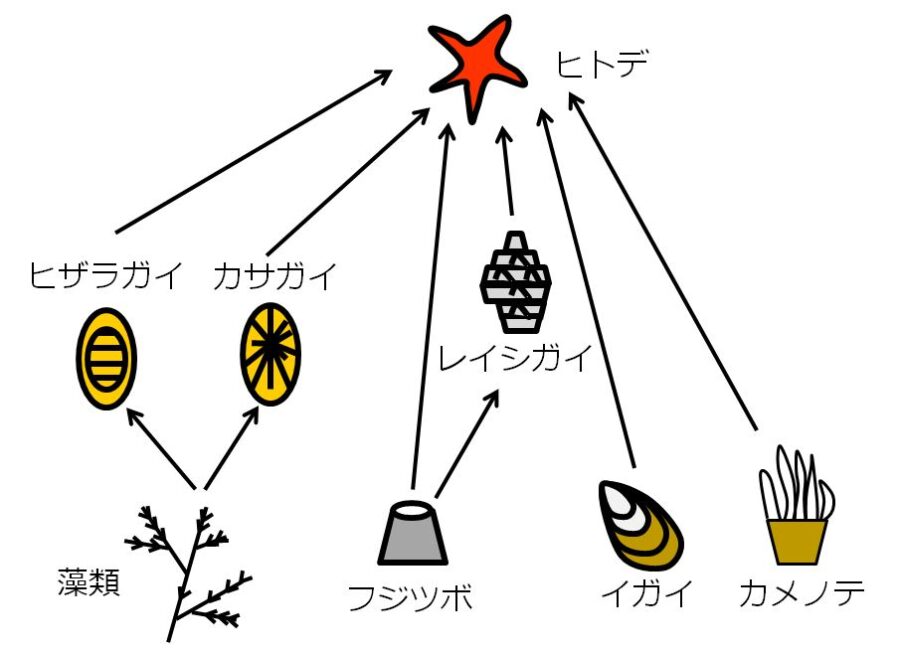 ヒトデは、藻類以外の生物を食べる。ヒザラガイとカサガイは藻類を食べる。レイシガイはフジツボを食べる。