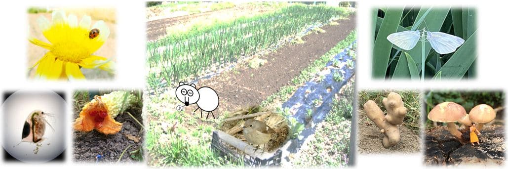 畑と数種類の生物の写真
