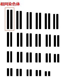 ヒトの相同染色体２３対
