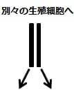 相同染色体のおのおのが、別の生殖細胞に行く図