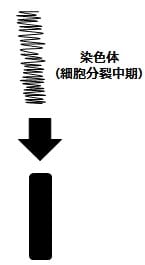 染色体を黒い棒として描いた図