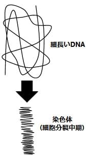 長いDNAが短い染色体にった図
