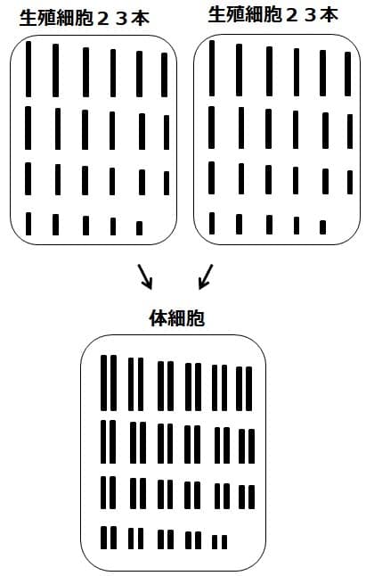 ヒトの体細胞の染色体を描いた図
