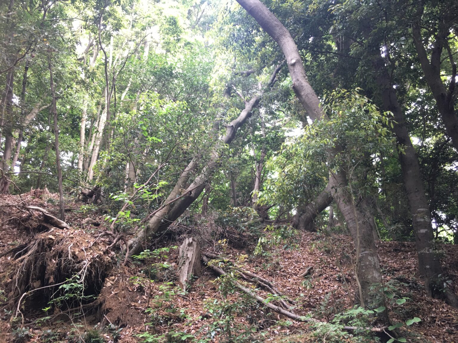 森林の林冠とギャップ | せいぶつ農国