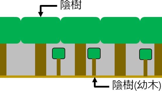 模式図。大きな陰樹が複数本並んで林冠を形成。その下に小さな陰樹の幼木が数本。