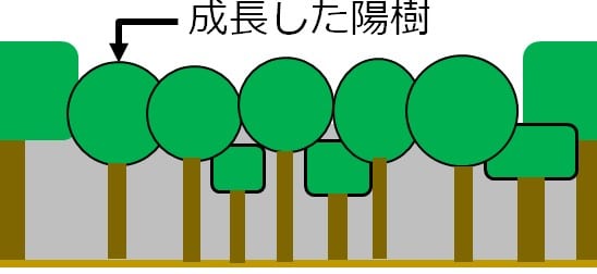 陽樹が陰樹の幼木よりも高く成長して林冠に届いた図。