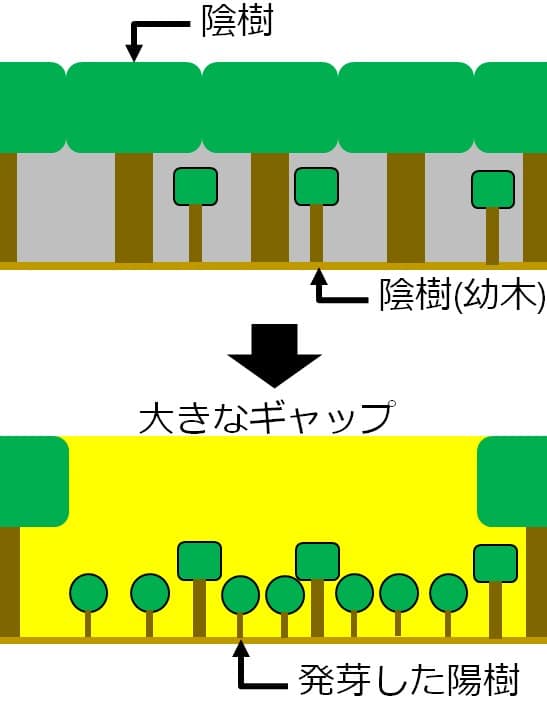 大きな木が3本無くなり、そこへ明るい光が差し込む図。その場所には、陰樹の幼木に混ざって、陽樹の小さな木が何本も描いてある。