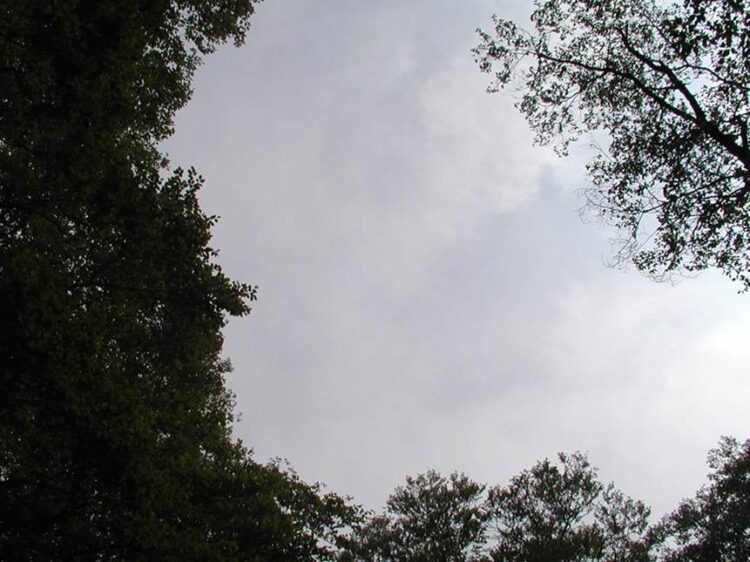 林冠が途切れて、空がよく見えている写真。