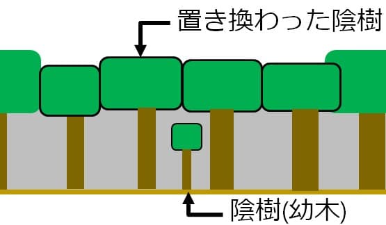 陽樹が無くなり、大きな陰樹に置き換わった図。