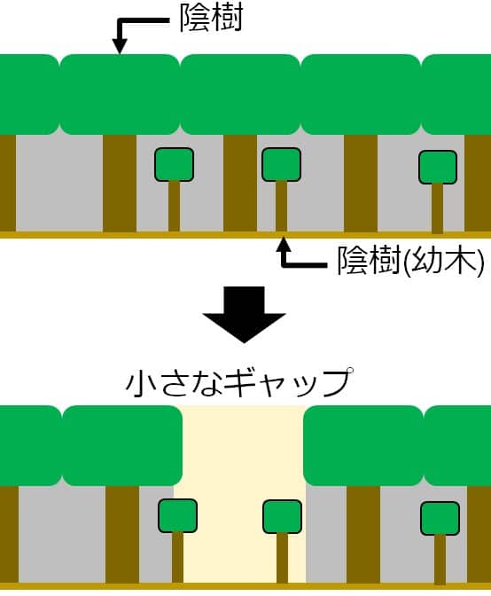 大きな木が無くなり、そこに光が差し込む。その場所に陰樹の小さな幼木が描いてある。