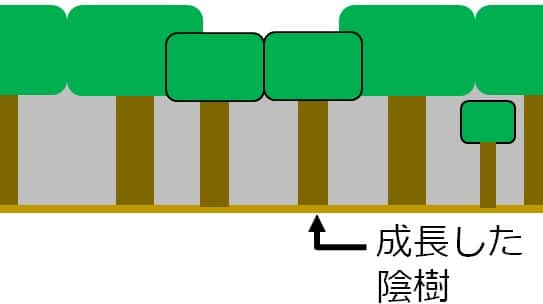 幼木の陰樹が大きくなって、林冠に届いた図。