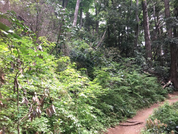 森林の林冠とギャップ | せいぶつ農国