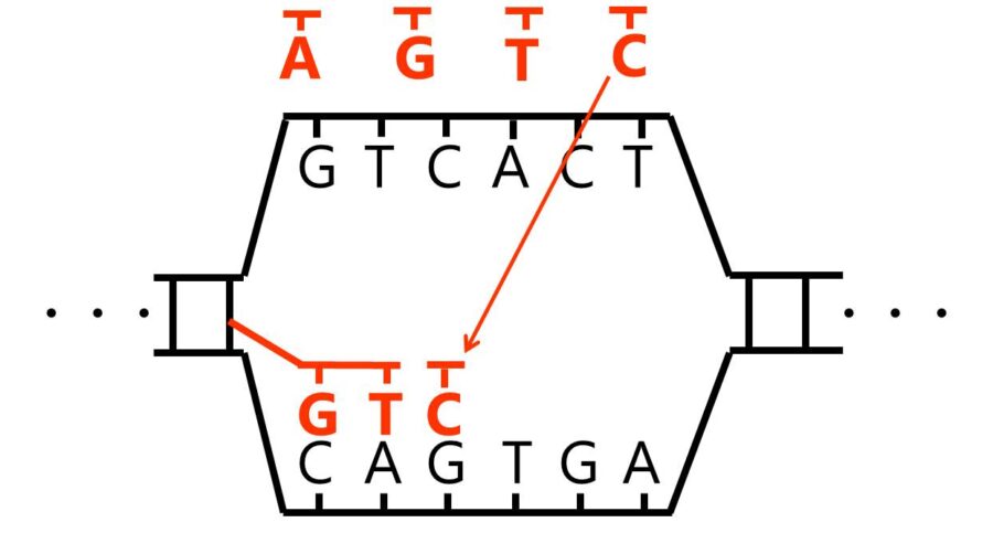 １本になったヌクレオチド鎖の塩基Gに対して、Cを持つヌクレオチドが結合している。