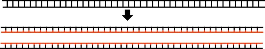 元のDNAを黒で描いてある。その下に、複製後の２つのDNAがある。それぞれ、ヌクレオチド鎖の片方が赤色、もう片方が黒色で描いてある。
