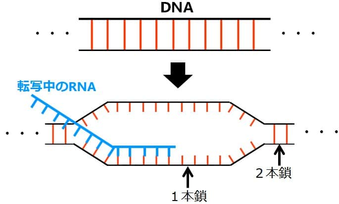 DNAの2本鎖が分かれて1本鎖になっている図