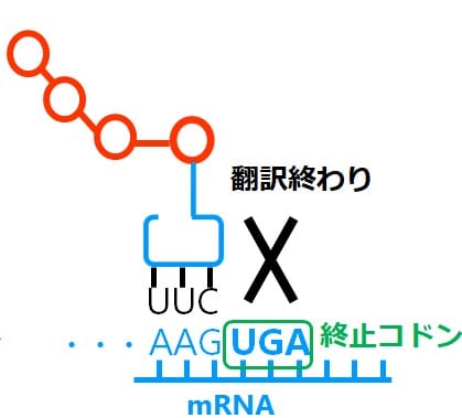 終止コドンにはｔRNAが来ない図