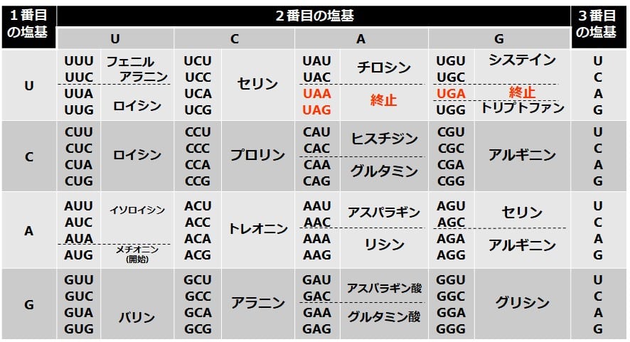 終止コドンを強調した遺伝暗号表