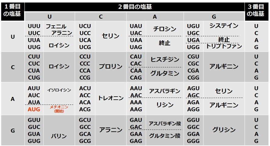開始コドンを強調した遺伝暗号表

