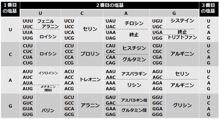 遺伝暗号表の図