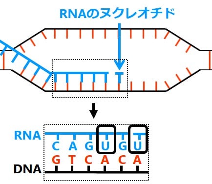 先ほどの図でウラシルが強調されている。
