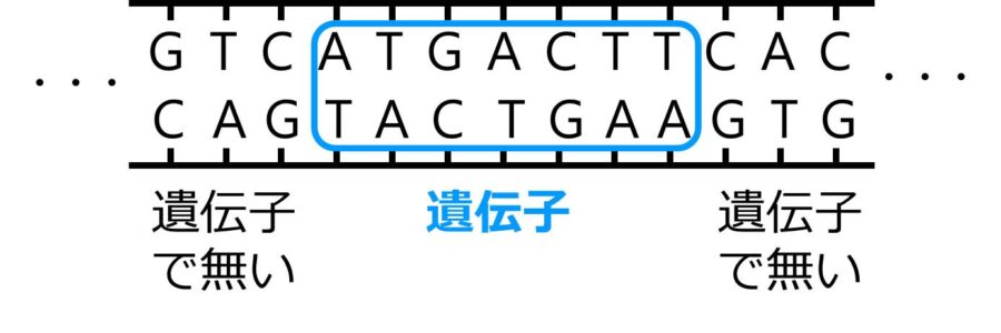 塩基配列の例。その一部が枠で囲われ、遺伝子であると書いてある。