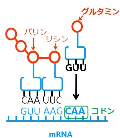 コドンCAAにグルタミンを運ぶ