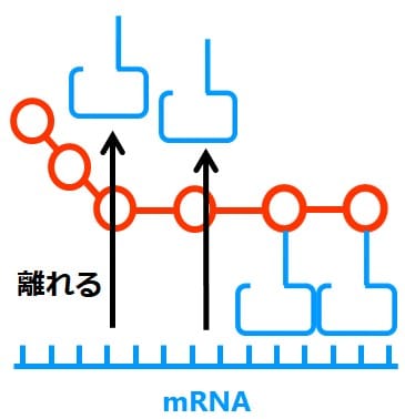 ｍRNAから離れるｔRNA