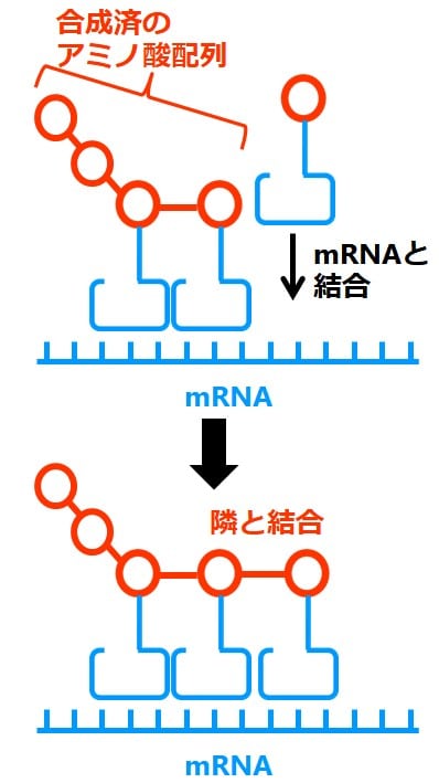 アミノ酸同士が結合する様子